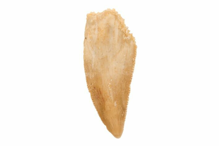 Serrated, Raptor Tooth - Real Dinosaur Tooth #201897